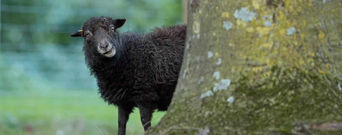 buying and selling tradelines the black sheep of credit