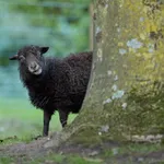 buying and selling tradelines the black sheep of credit